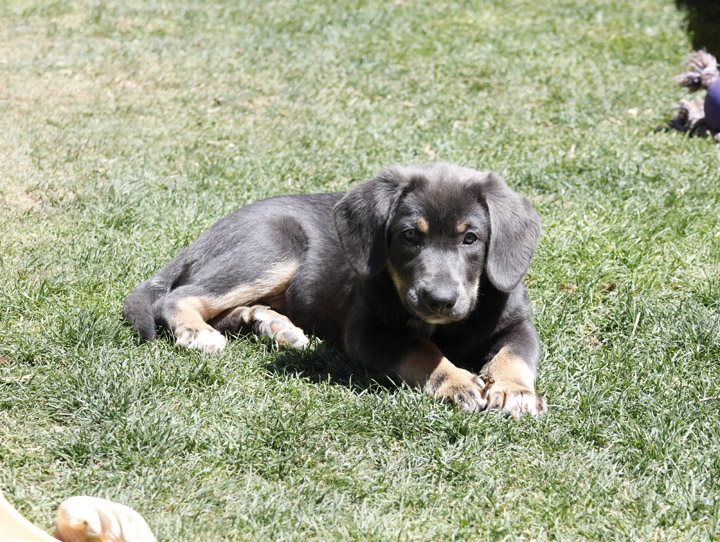 chinook dog